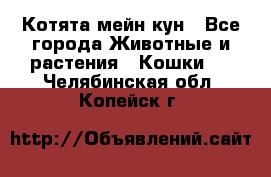 Котята мейн кун - Все города Животные и растения » Кошки   . Челябинская обл.,Копейск г.